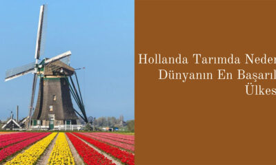 Hollanda tarımda neden dünyanın en başarılı ülkesi